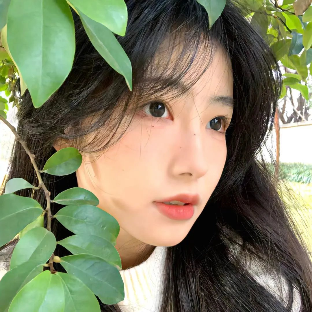 黑艳凤